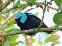 FL6A7618Scarlet-thighed_Dacnis