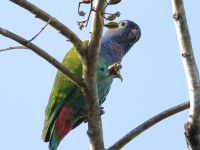 FL6A7627Blue-headed_Parrot