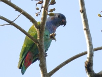 FL6A7634Blue-headed_Parrot