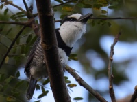 FL6A7649White-necked_Puffbird