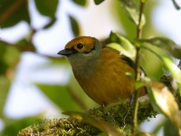 FL6A7651Silver-throated_Tanager