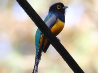 FL6A7662Gartered_Trogon