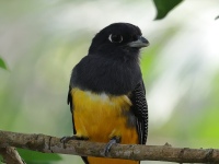 FL6A7709Gartered_Trogon