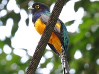 FL6A7719Gartered_Trogon