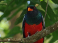 FL6A7731Slaty-tailed_Trogon