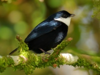 FL6A7740White-ruffed_Manakin
