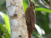 FL6A7742Plain-brown_Woodcreeper