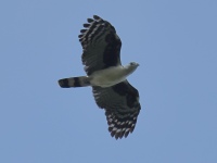 FL6A7747Gray-headed_Kite