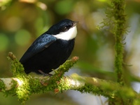 FL6A7763White-ruffed_Manakin