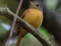 FL6A7770Ruddy-tailed_Flycatcher