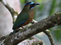 FL6A7778Whooping_Motmot