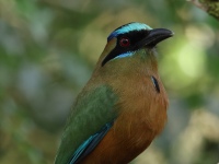 FL6A7791Whooping_Motmot