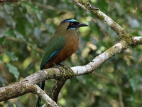 FL6A7798Whooping_Motmot