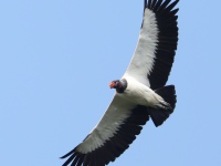 FL6A7820King_Vulture