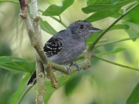 FL6A7830Black-crowned_Antshrike