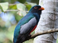 FL6A7868Slaty-tailed_Trogon