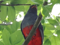 FL6A7886Slaty-tailed_Trogon_Female