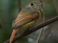 FL6A7890Ruddy-tailed_Flycatcher