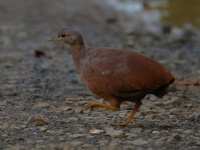 FL6A7896Little_Tinamu