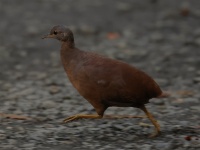 FL6A7903Little_Tinamu