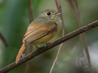 FL6A7907Ruddy-tailed_Flycatcher