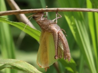 FL6A7912Grasshopper