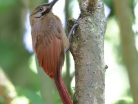 FL6A7943Plain-brown_Woodcreeper