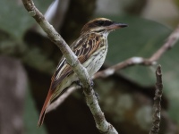 FL6A7948Streaked_Flycatcher