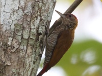 FL6A7962Red-rumped_Woodpecker