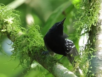 FL6A7968White-flanked_Antwren