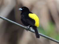 FL6A7974Flame-rumped_Tanager