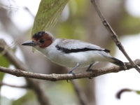 FL6A7981Black-crowned_Tityra
