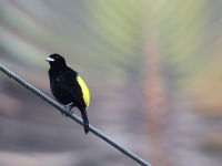 FL6A7982Flame-rumped_Tanager
