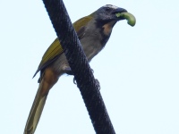 FL6A7999Buff-throated_Saltator