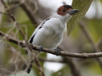 FL6A8012Black-crowned_Tityra