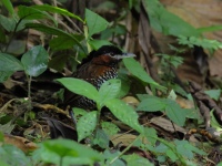 FL6A8045Black-crowned_Antpitta