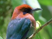 FL6A8068Broad-billed_Motmot
