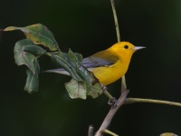 FL6A8108Prothonotary_Warbler