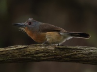 FL6A8151Gray-cheeked_Nunlet
