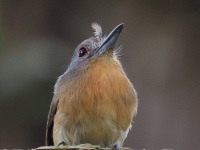 FL6A8161Gray-cheeked_Nunlet