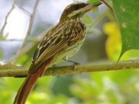 FL6A8172Streaked_Flycatcher