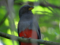 FL6A8183Black-tailed_Trogon