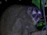 FL6A8244Panamanian_Night_Monkey