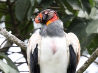 FL6A8246King_Vulture