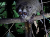 FL6A8259Panamanian_Night_Monkey