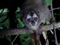 FL6A8262Panamanian_Night_Monkey