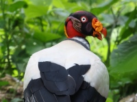 FL6A8270King_Vulture