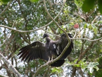 FL6A8278King_Vulture