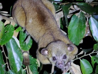FL6A8304Kinkajou