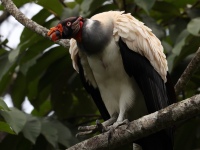 FL6A8326King_Vulture
